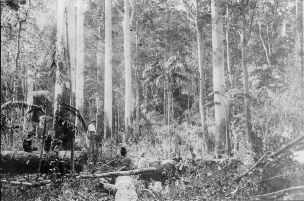 Timber cutters at work, 1920 