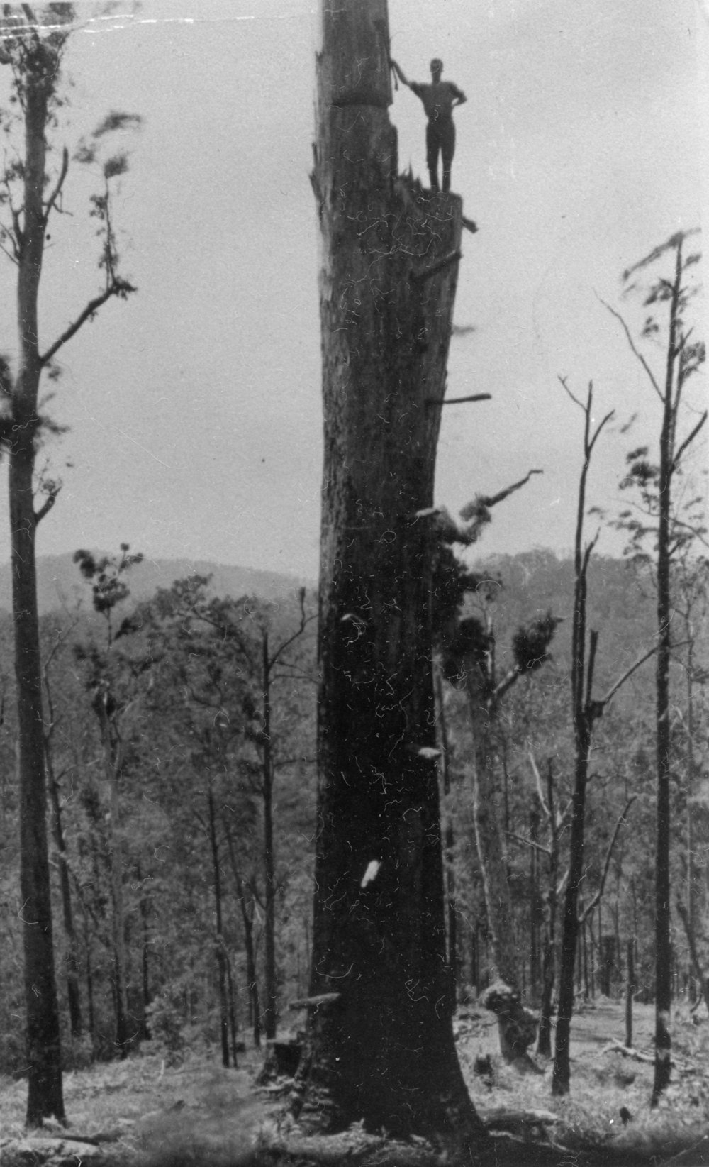 Timber cutter Godfrey Campbell standing on a partly felled tree, 1930