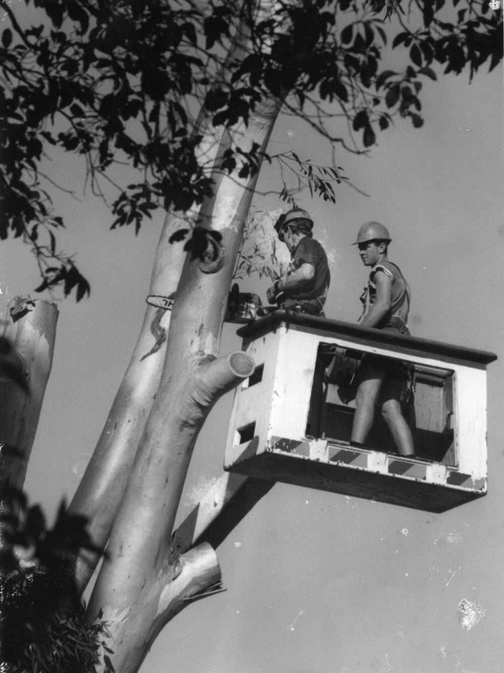 Removal of a blackbutt tree, 19 April 1993