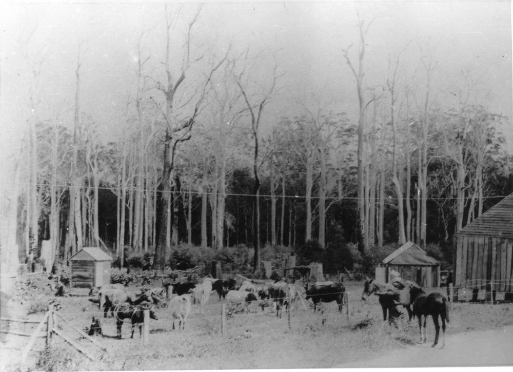 Hoschke's farm, 1908