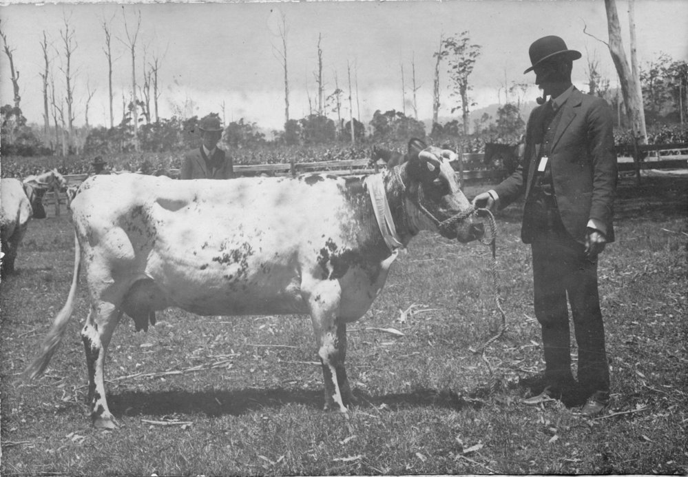 Charles Sharp with prize winning cow at the Coramba Show, c. 1920s