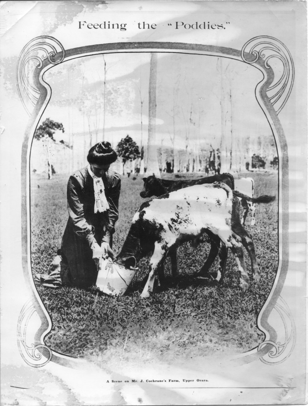 Mrs Cochrane feeding poddy calves, 3 March 1909 