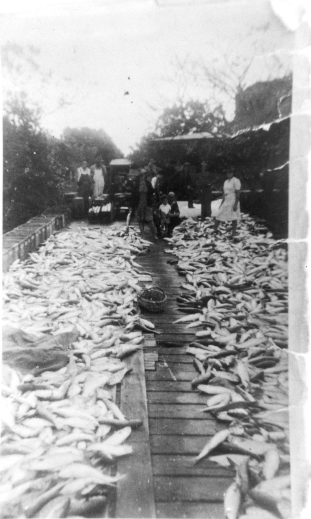 Fish drying on Macksville wharf, c. 1946