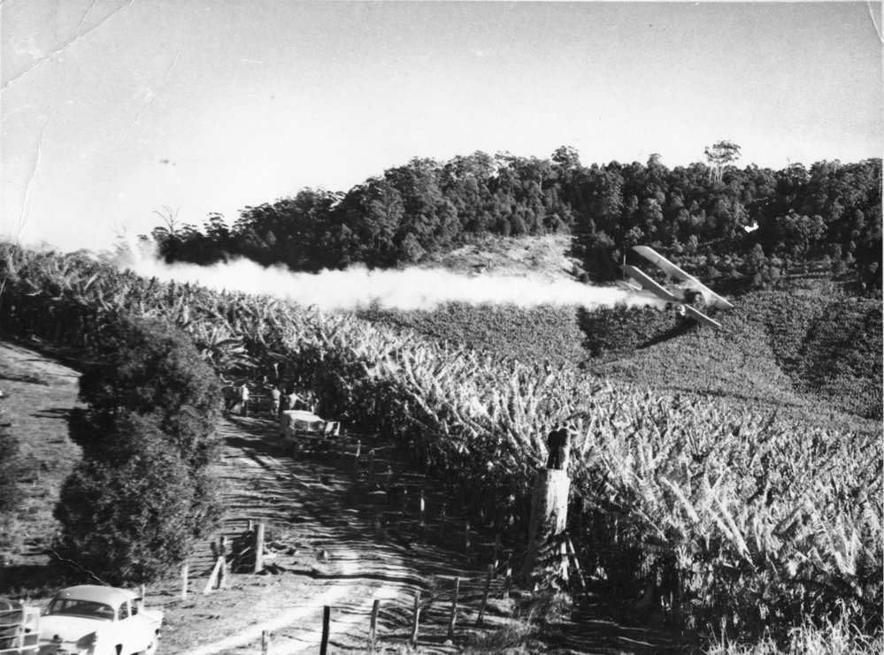 Aerial crop dusting over W. A. Robinson's banana plantation on Englands Road, 1965 