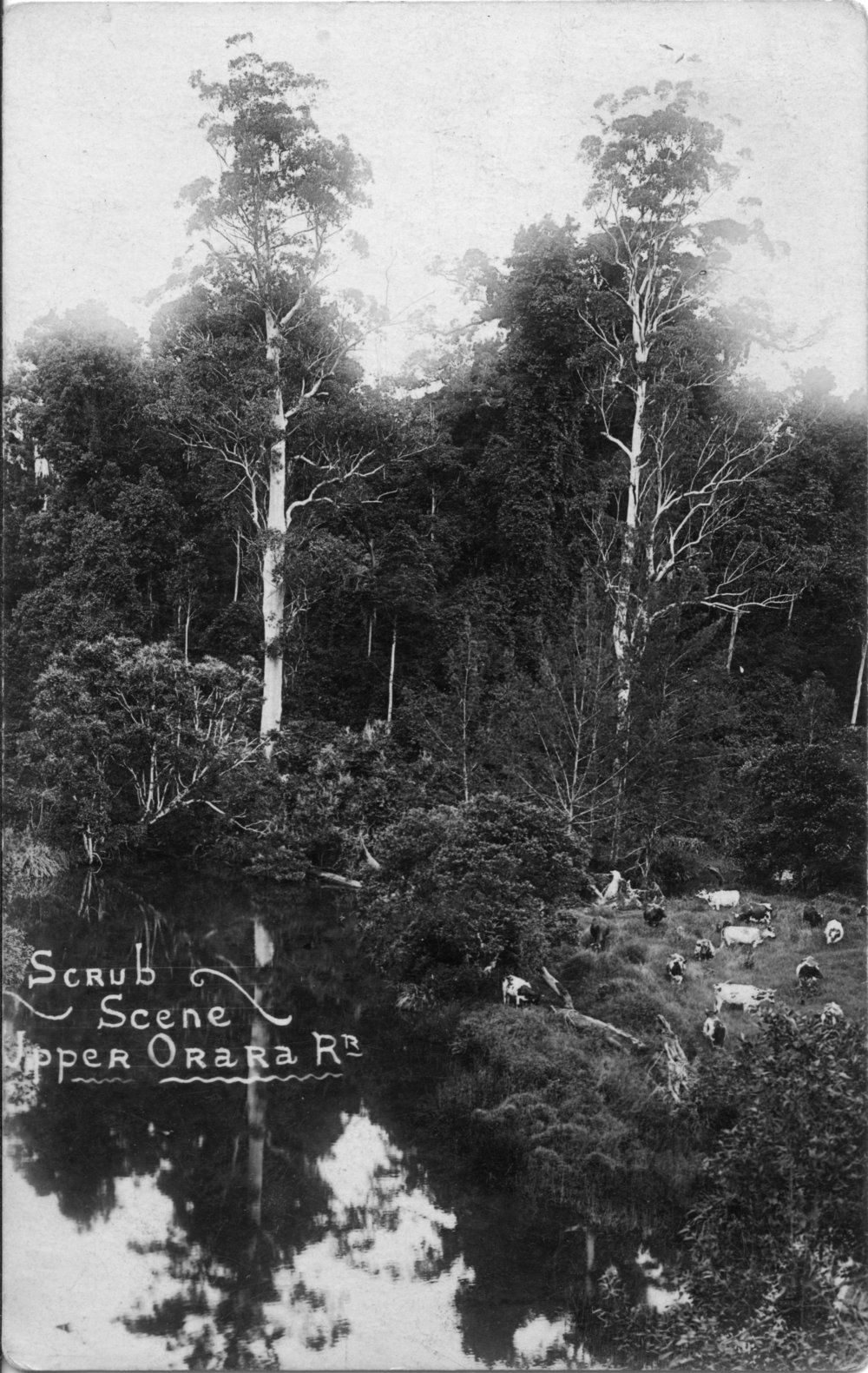 Scrub at Upper Orara, 1907 