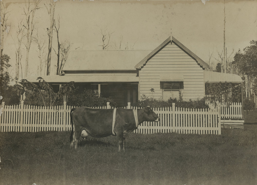 Sam Baillie's prize winning cow, 1914