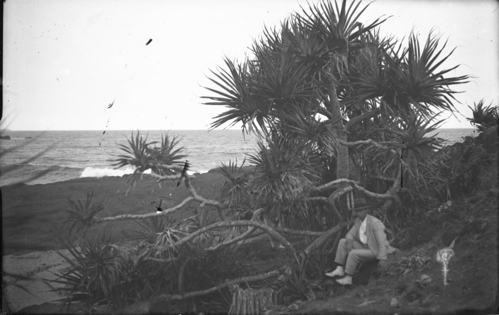 Peter Jensen seated under a pandanus tree at Macauley's Headland, 14 January 1923