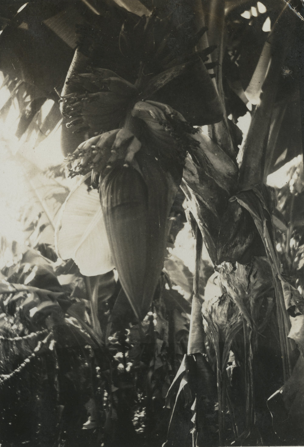 Banana tree, c.1950