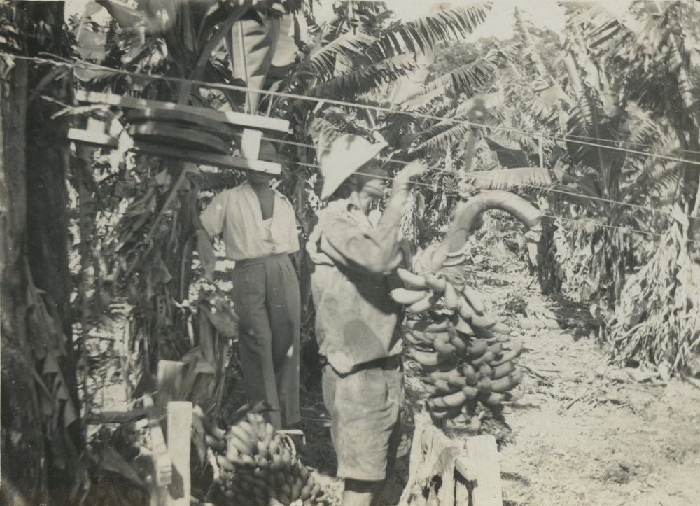Using the flying fox on a banana plantation, c. 1950