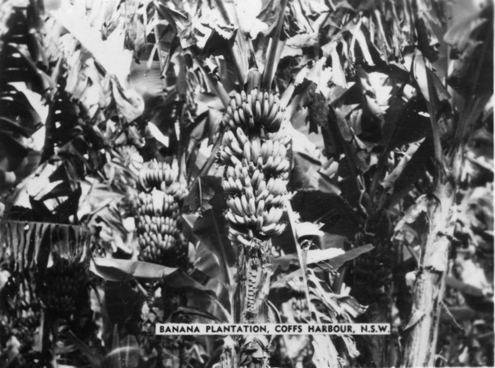 Banana plants, 1930s