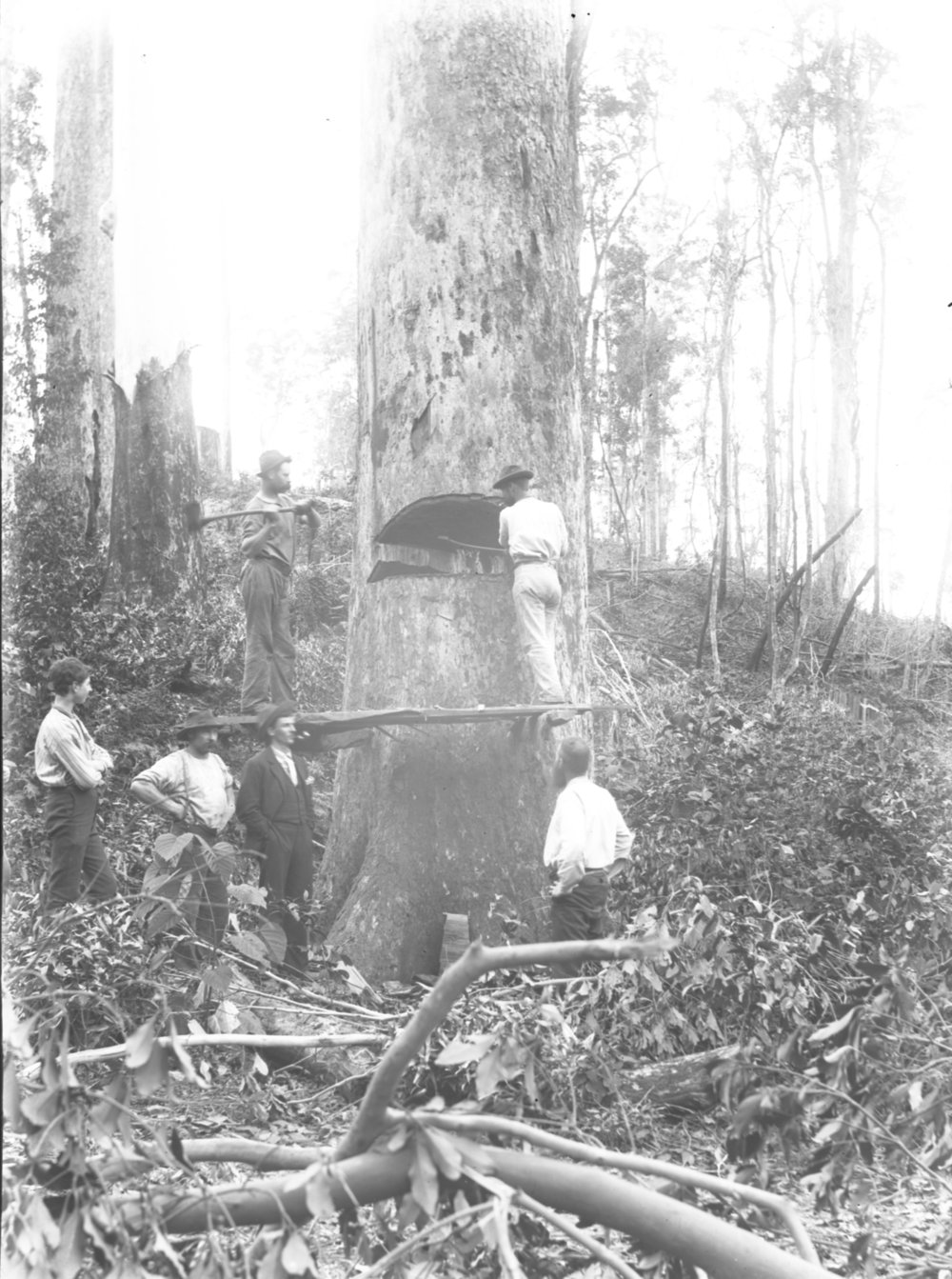 Tree-felling at the Beacon Mine, c.1898