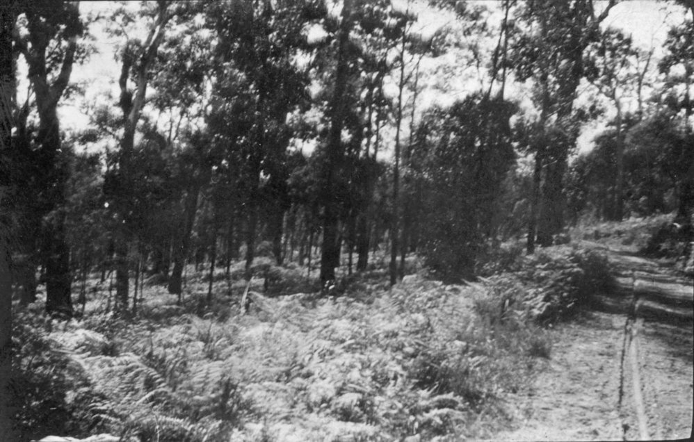 The Pacific State Highway near Woolgoolga, c.1912