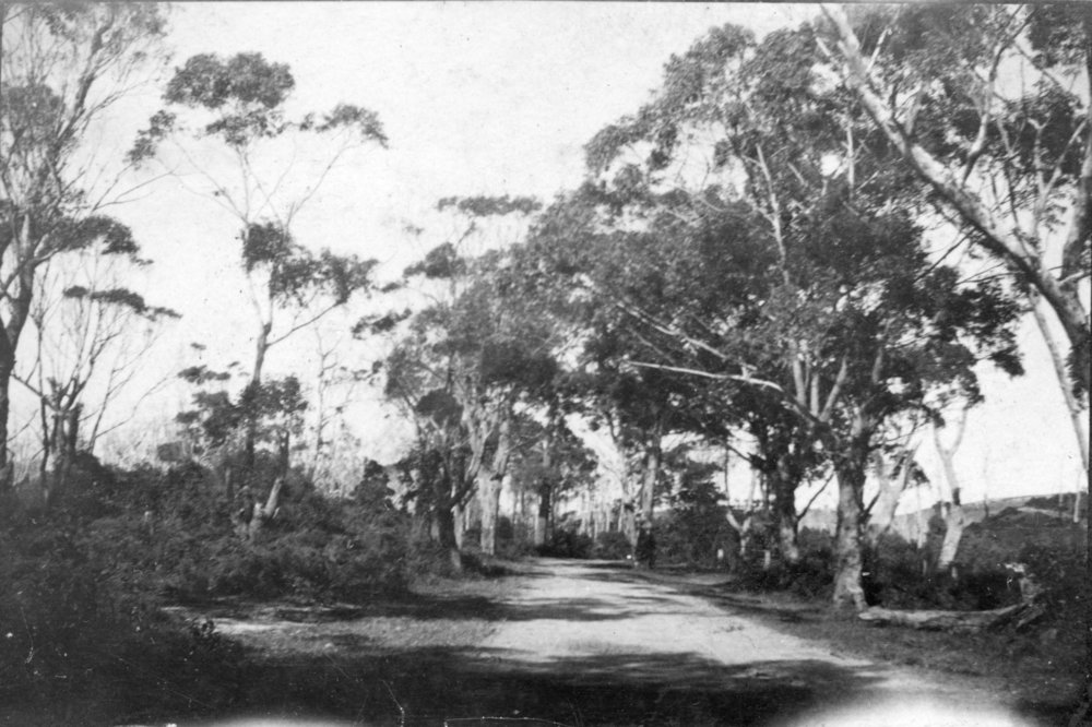 The Pacific State Highway near Woolgoolga, c.1912