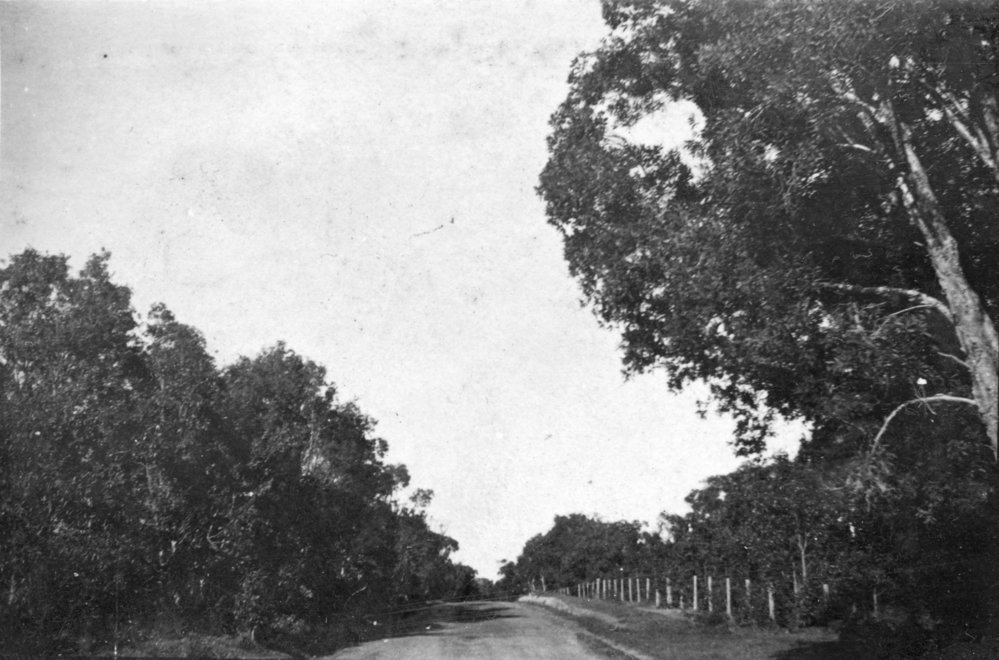 The Pacific State Highway near Woolgoolga, c. 1912