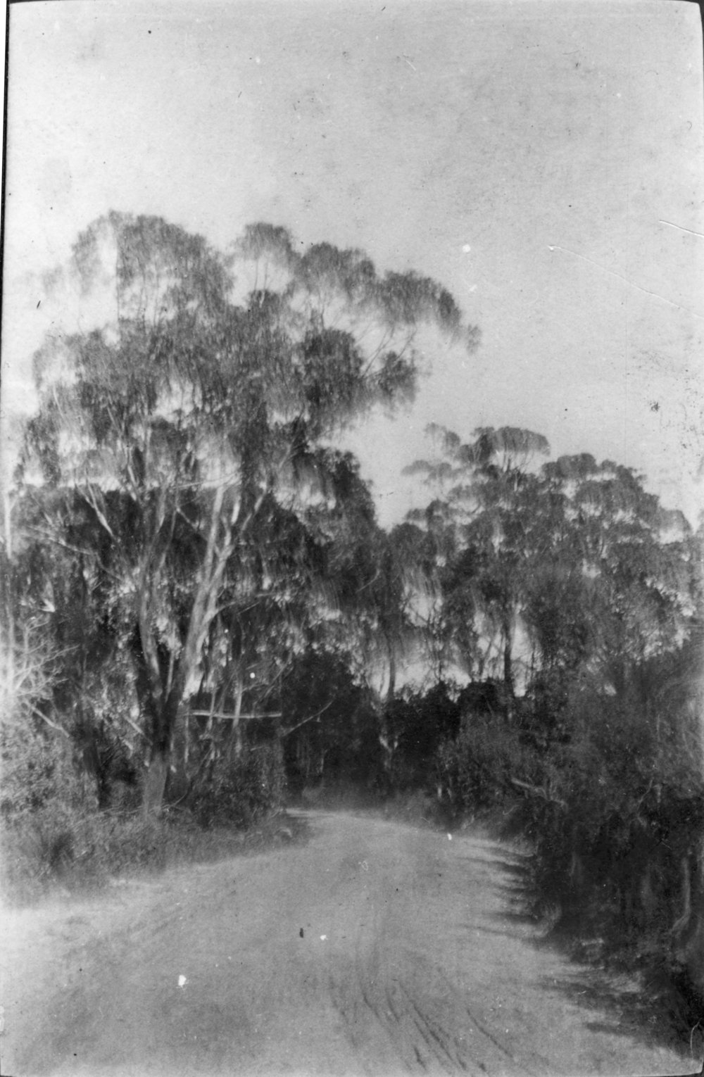 The Pacific State Highway near Woolgoolga, c.1912