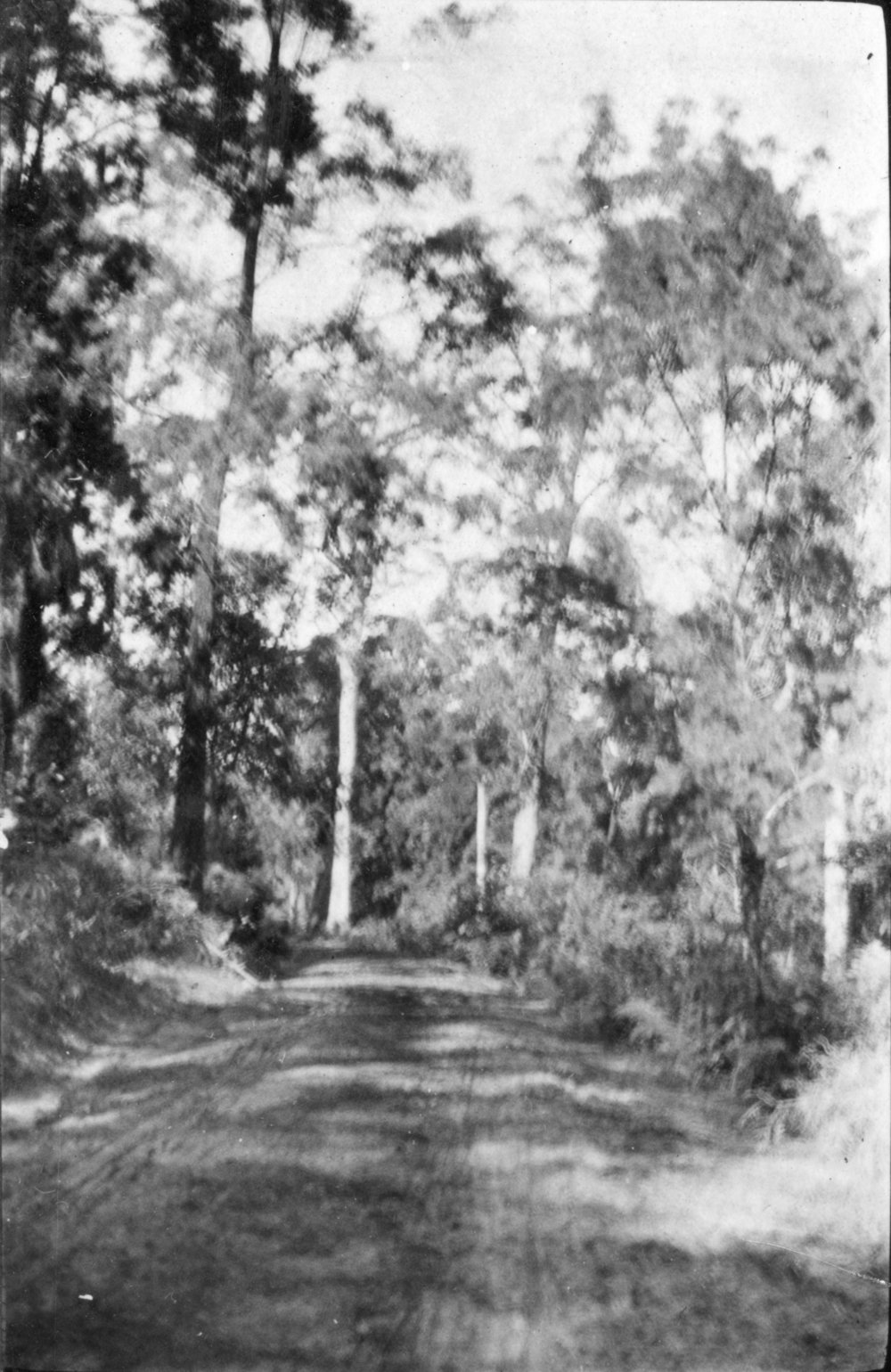 The Pacific State Highway near Woolgoolga, c.1912