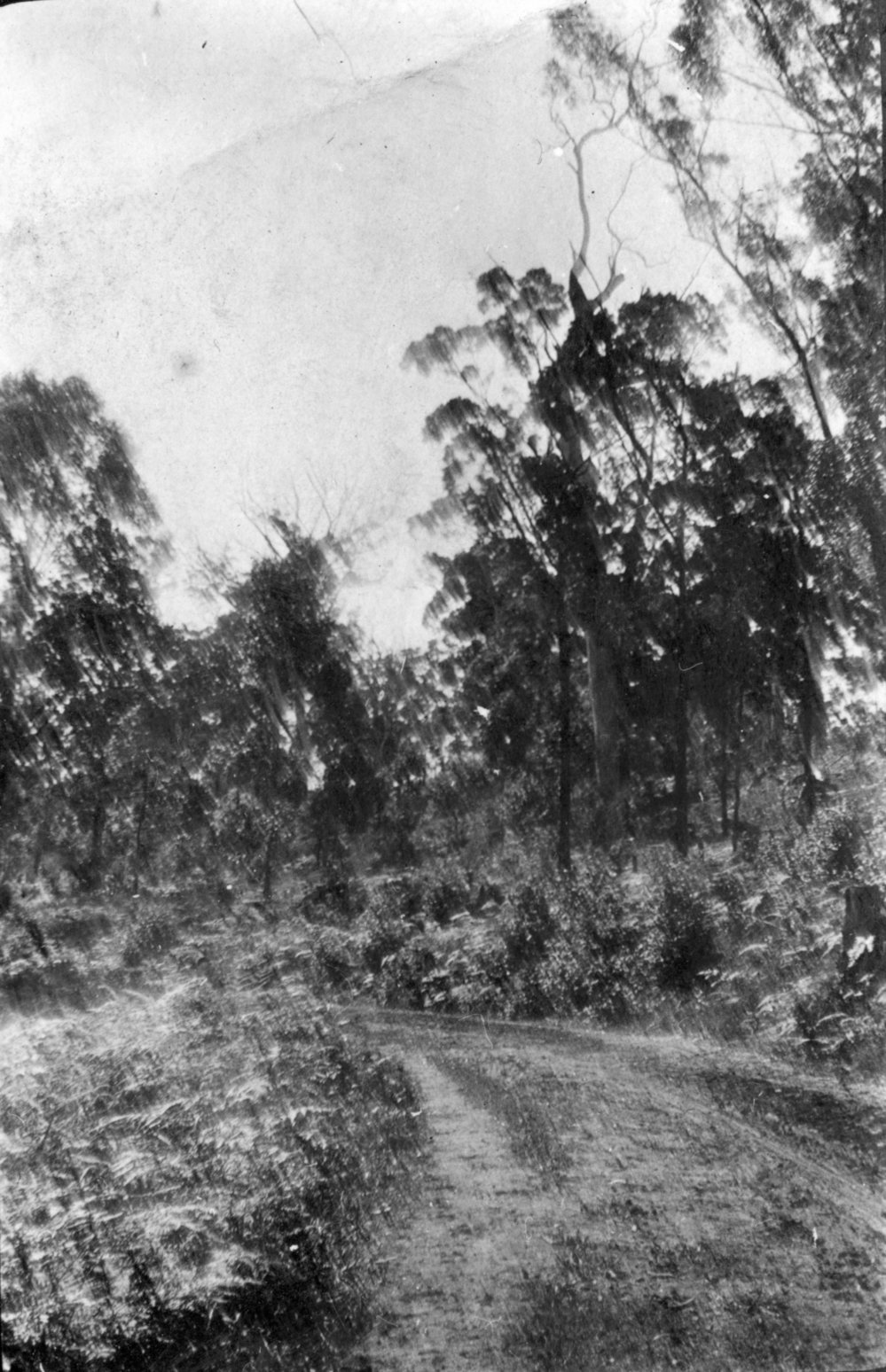 The Pacific State Highway near Woolgoolga, c.1912