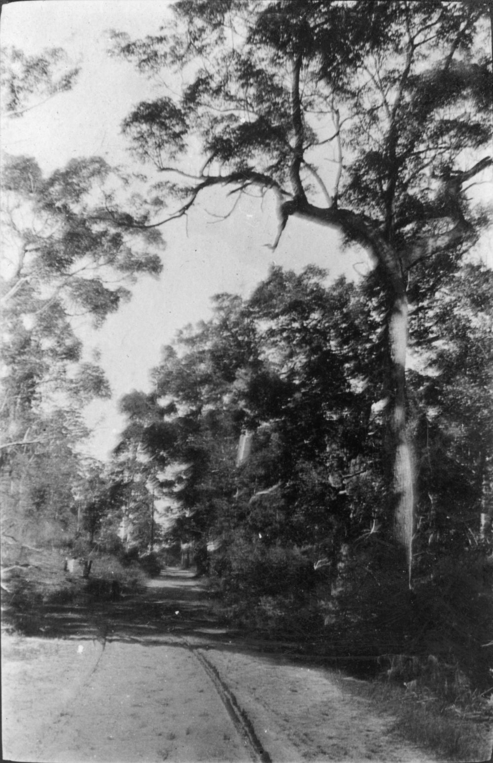 The Pacific State Highway near Woolgoolga, c.1912