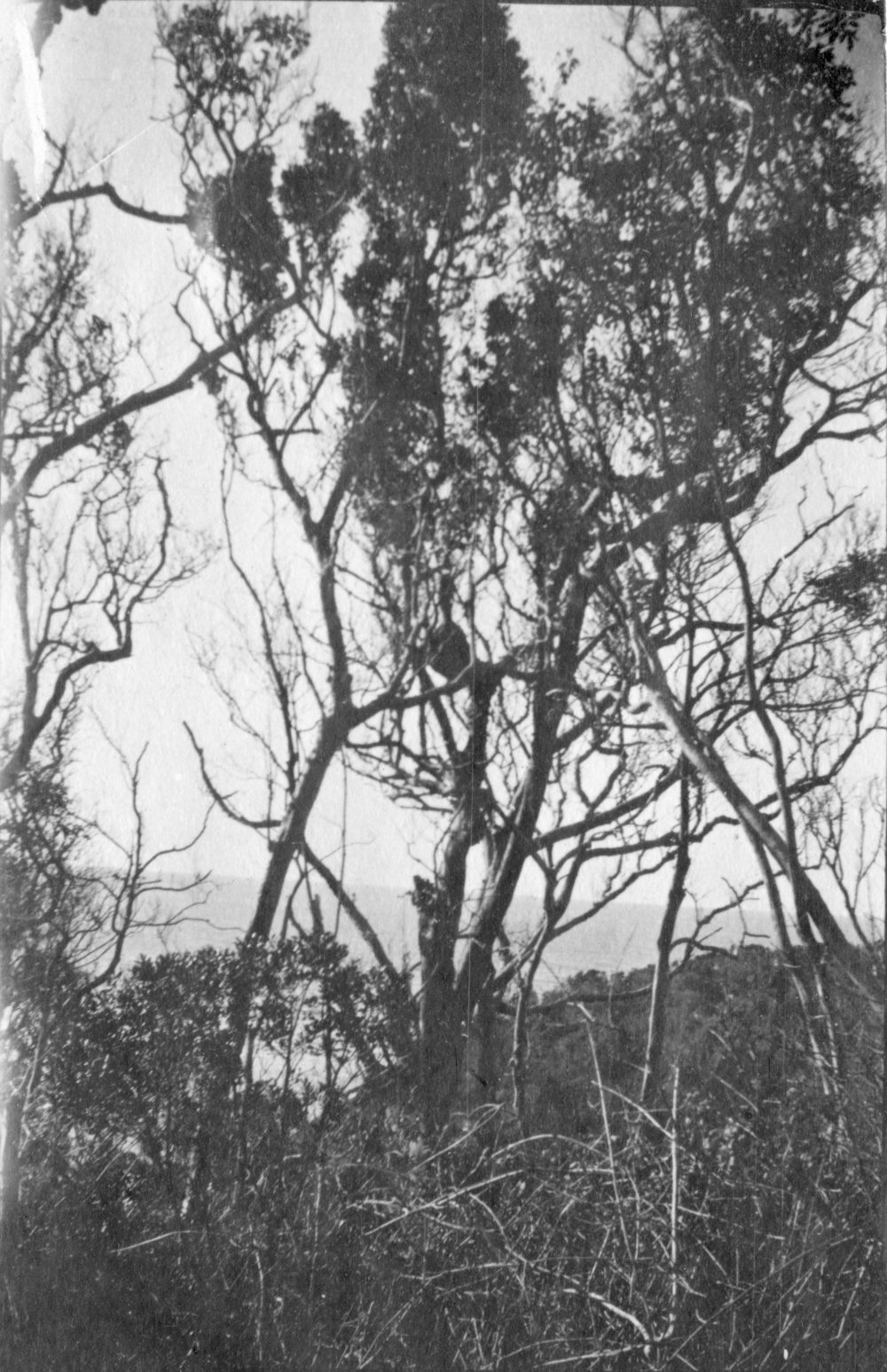 Headland with bush, c.1912