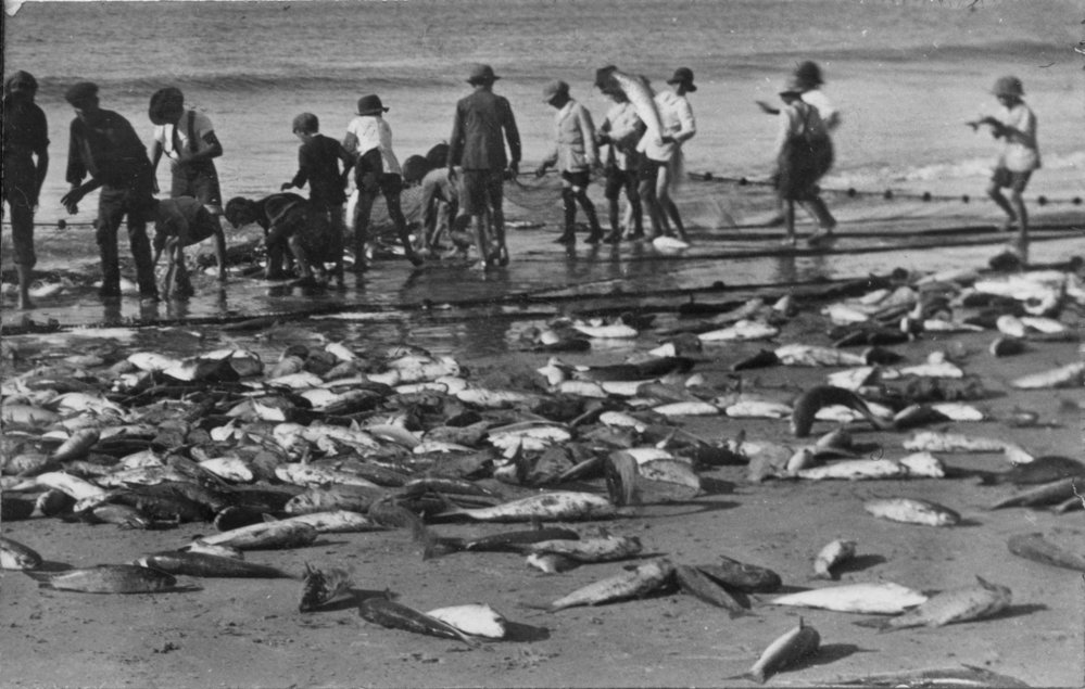 Crowds haul in their catch on the main beach at Byron Bay, c.1912
