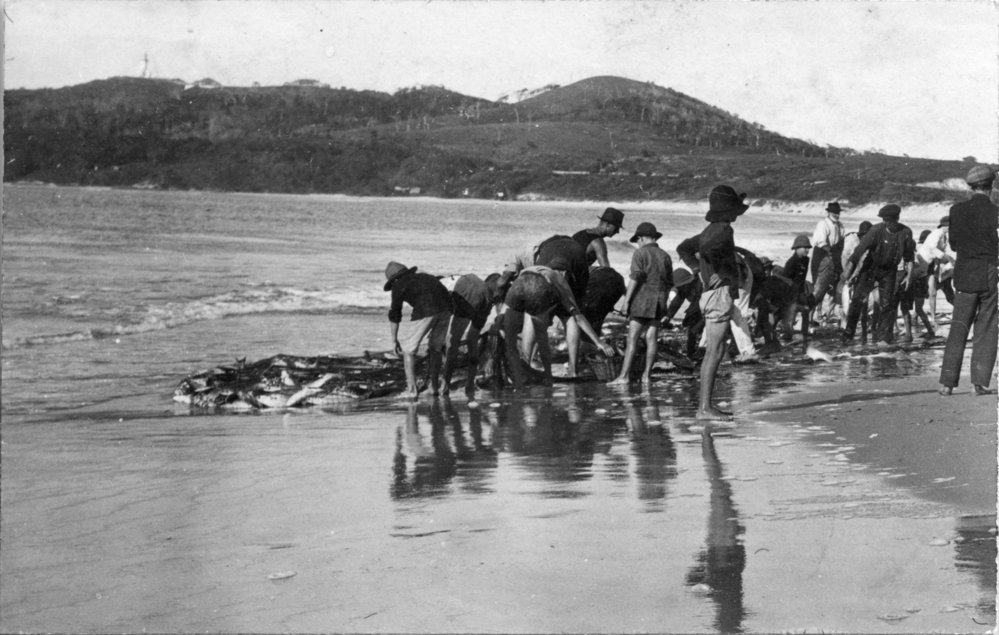 Crowds haul in their catch on the main beach at Byron Bay, c.1912