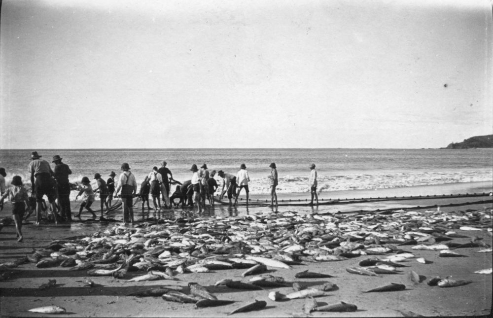 Crowds haul in their catch on the main beach at Byron Bay, c.1912