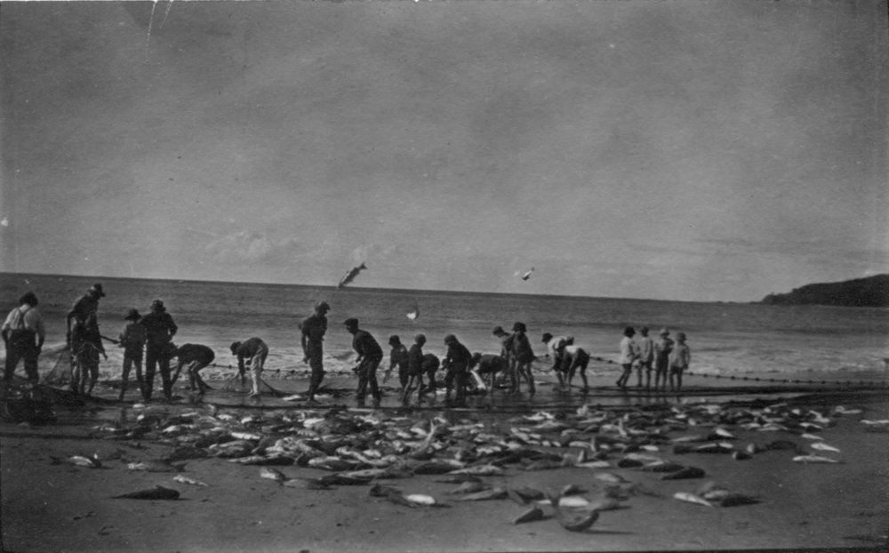 Crowds haul in their catch on the main beach at Byron Bay, c.1912