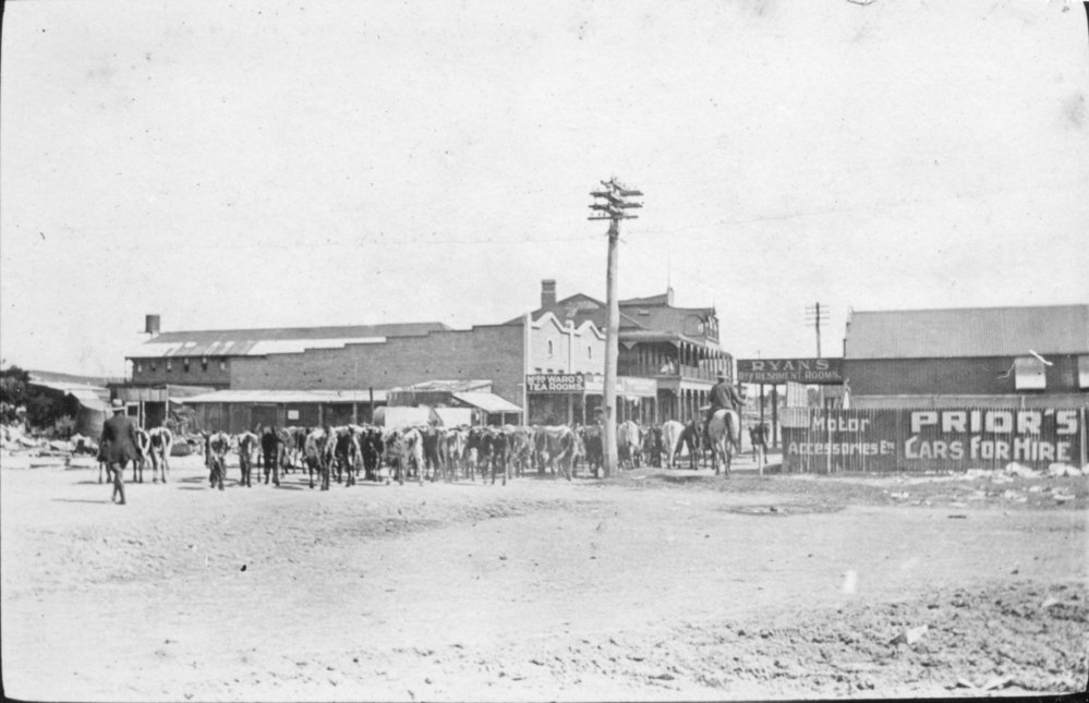 A herd of cows in the main street of Byron Bay, c.1912