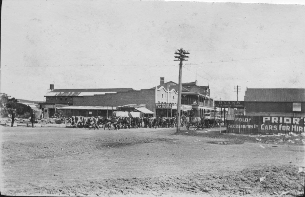 A herd of cows in the main street of Byron Bay, c.1912