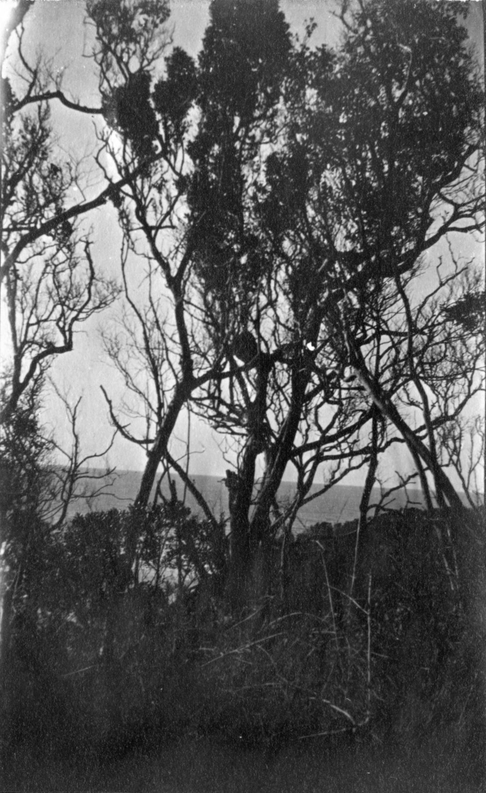 Bush scene, c.1912