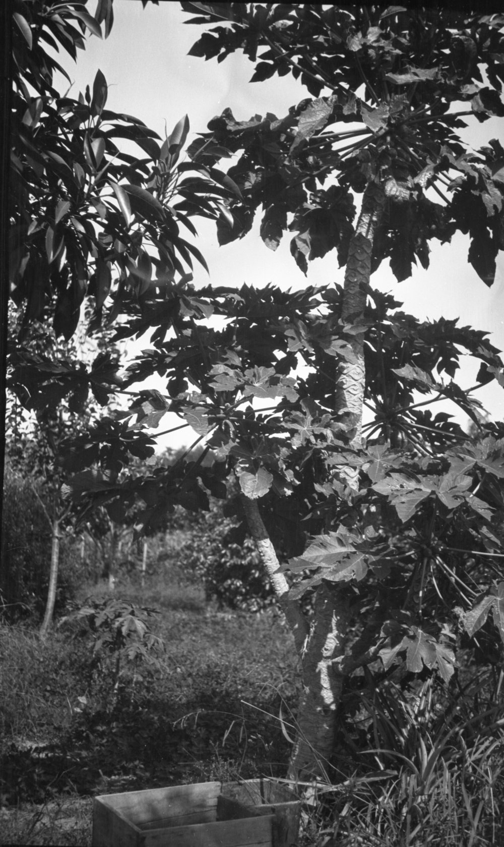 Paw Paw Tree in Nelson's Garden, 7 February 1922