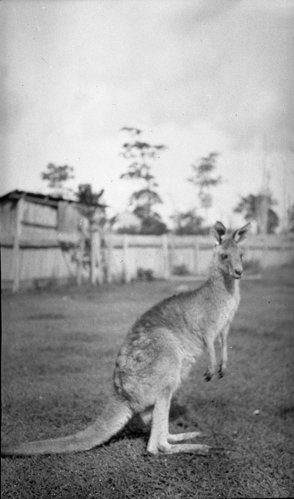 A kangaroo at Mrs. Ellem's, 14 November 1925