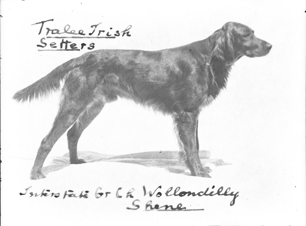 Algar Parish&rsquo;s Grand Champion Tralee Irish Setter, August 1934