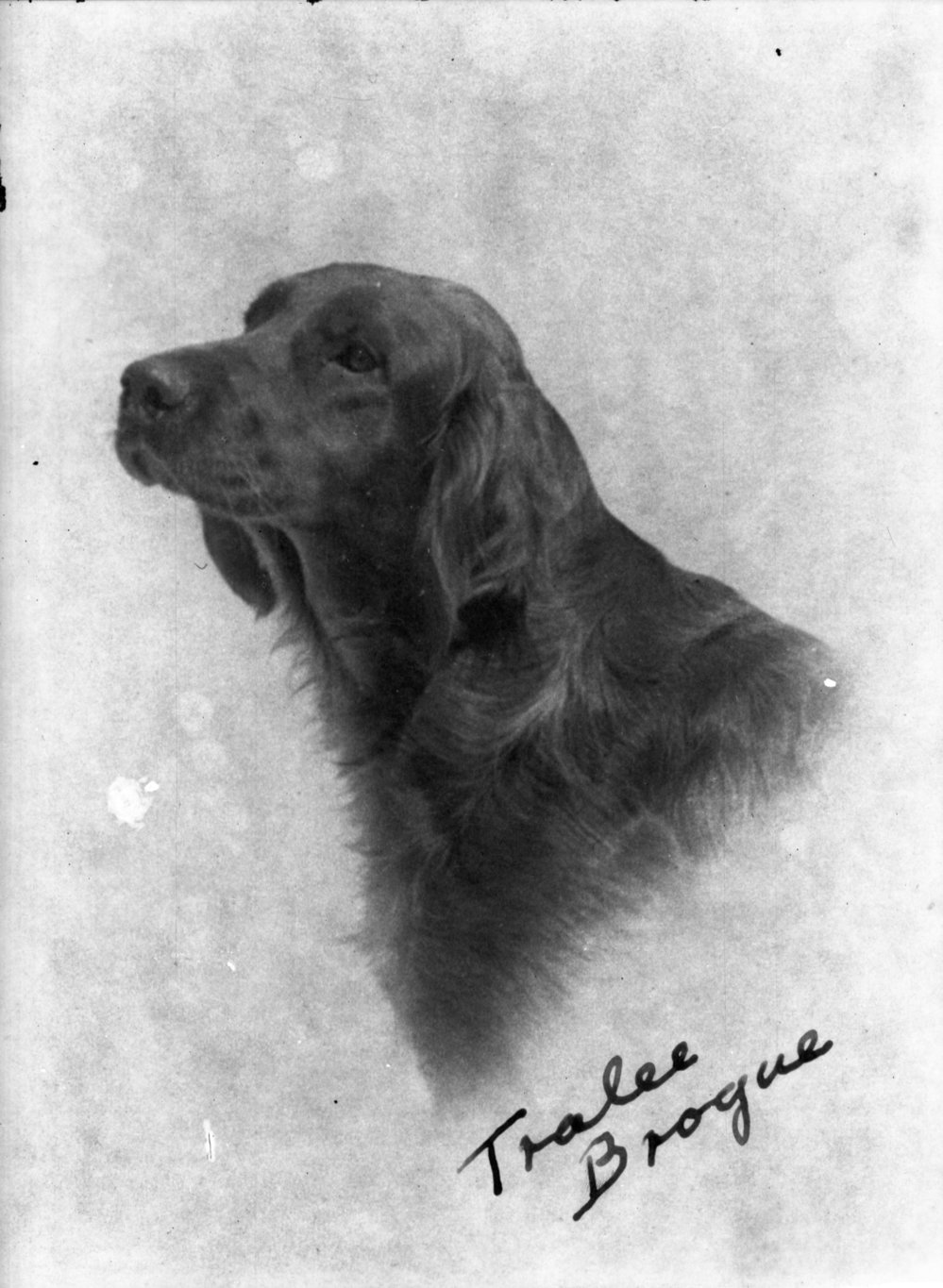 A Tralee Irish Setter, c.1930
