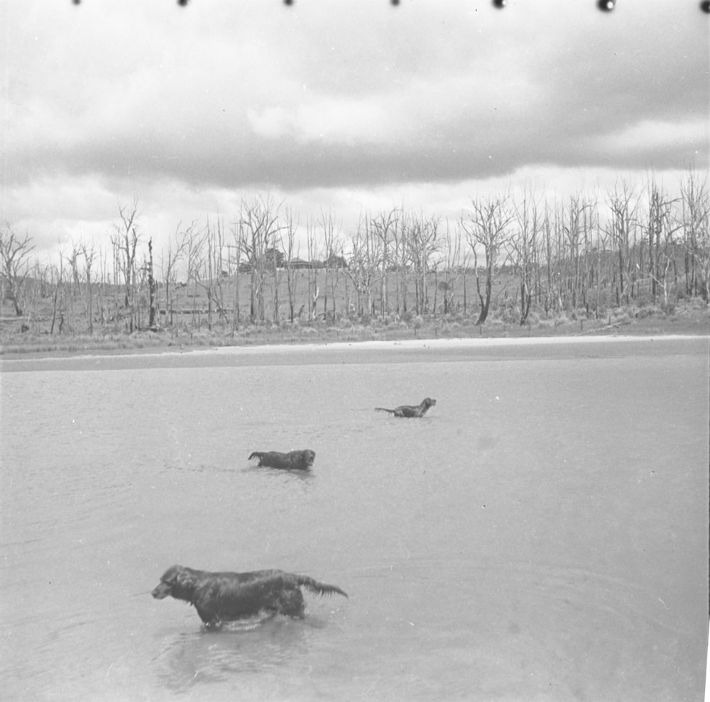 View looking west of Sunny Range, 1936