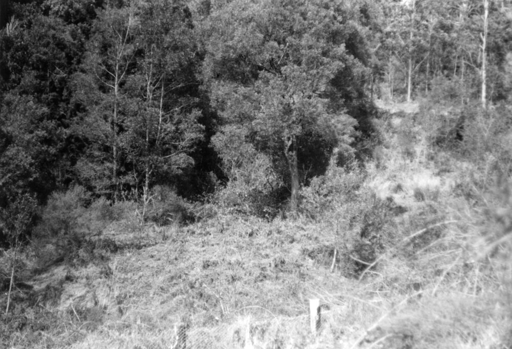 Area south of Eve Creek cleared for a drainage pipe, c.1956