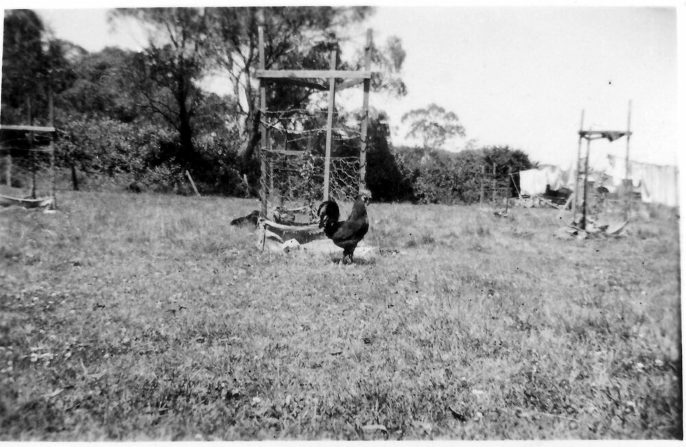 Fruit trees planted at "Lochnagar" in Rigney Street at Ebor, 1950s