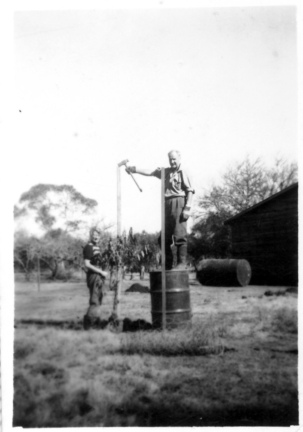 David and Betty Nicol erecting guards for fruit trees at "Lochnagar", 1950s 