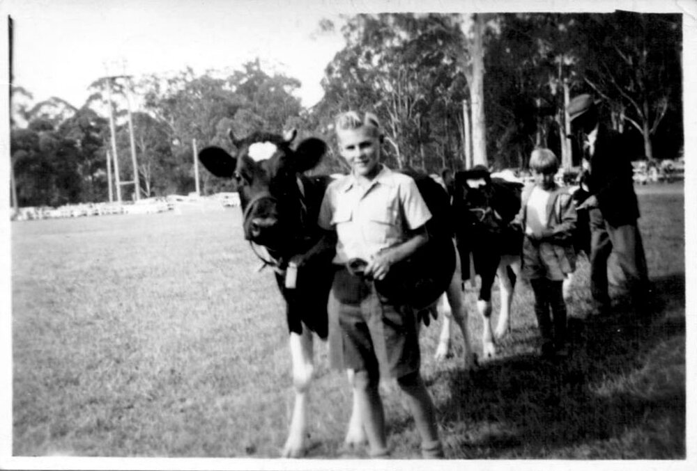 Hugh Nicol leading Mr Sharp's cow at the Agricultural Show Grand Parade, 1956