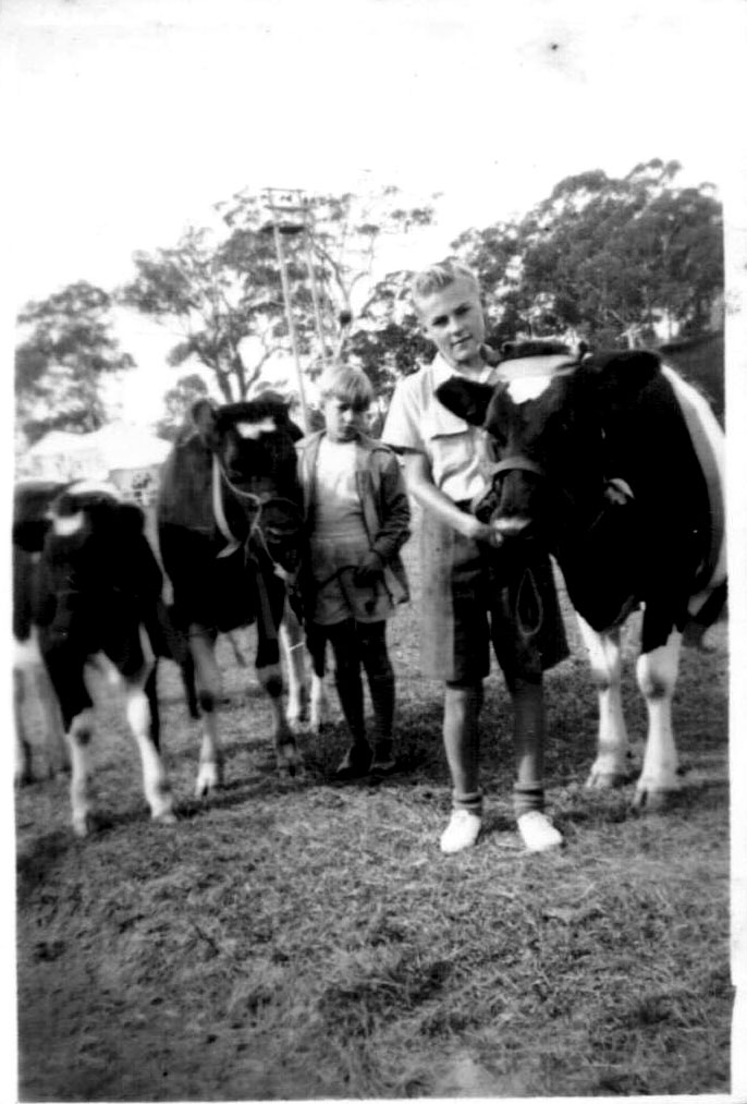 Hugh Nicol leading Mr Sharp's cow at the Agricultural Show Grand Parade, 1956