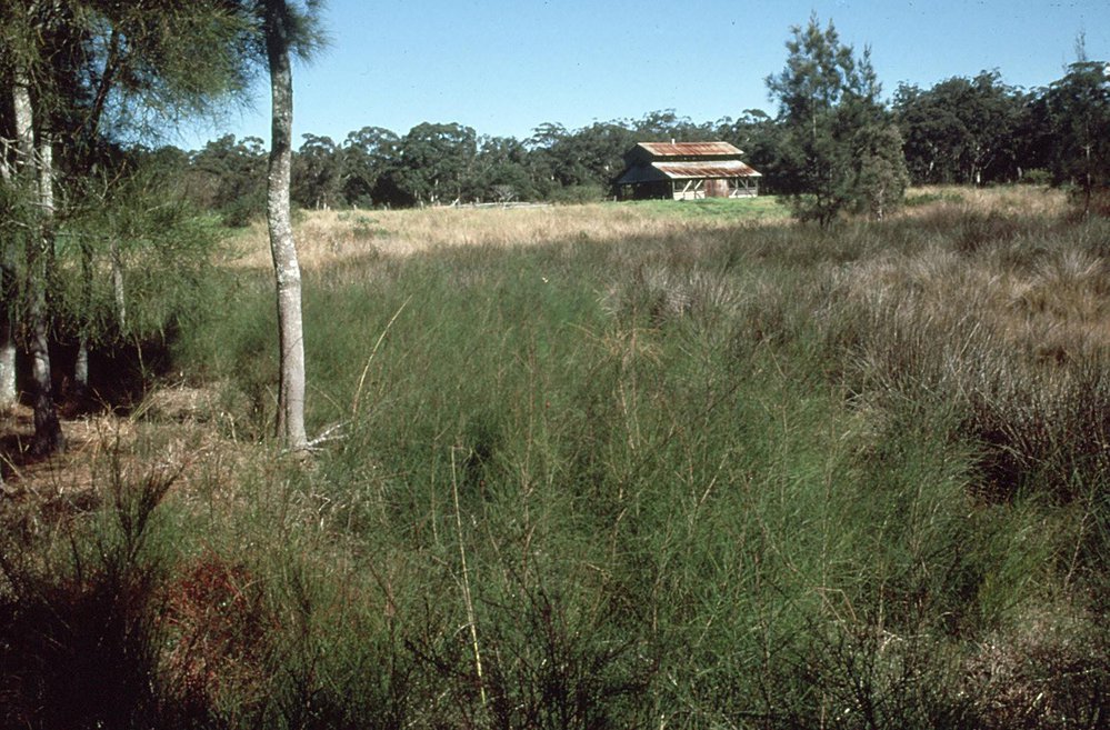 The freshwater swamp replaced by the North Coast Regional Botanic Garden