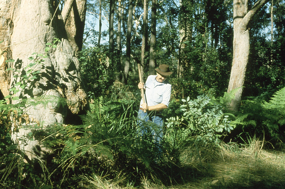 Clearing the undergrowth at the North Coast Regional Botanic Garden