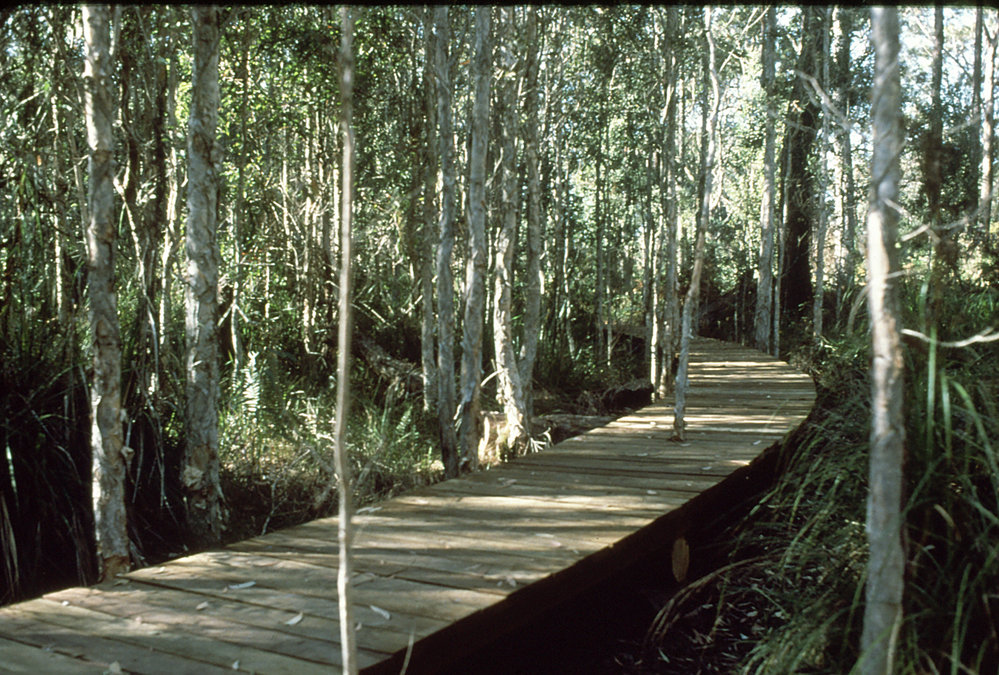 Central section of the paperbark boardwalk in the North Coast Regional Botanic Garden