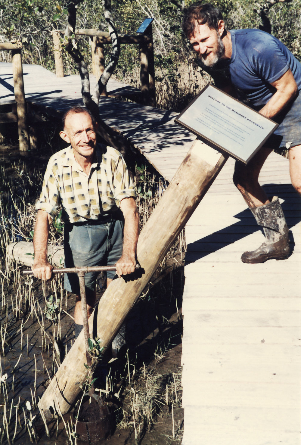 Erecting signs in the mangrove section of the North Coast Regional Botanic Garden