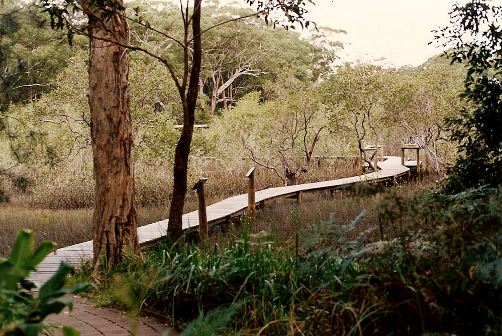 The completed Mangrove boardwalk in the North Coast Regional Botanic Garden