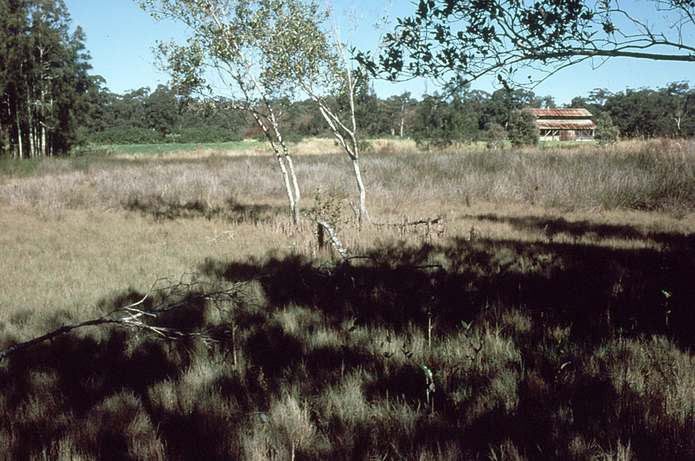 Fresh water swamp site for a lake in the North Coast Regional Botanic Garden