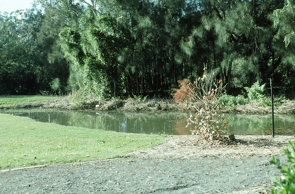 Small lake in the North America section in the North Coast Regional Botanic Garden