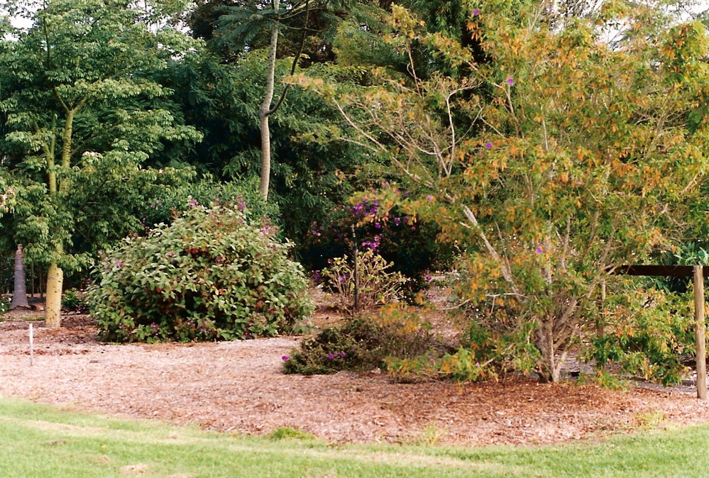 Tibouchina Walk into the South America section in the North Coast Regional Botanic Garden