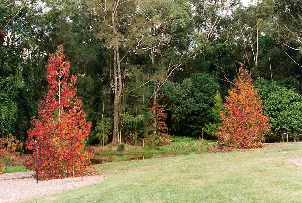 Small lake in the North America section in the North Coast Regional Botanic Garden