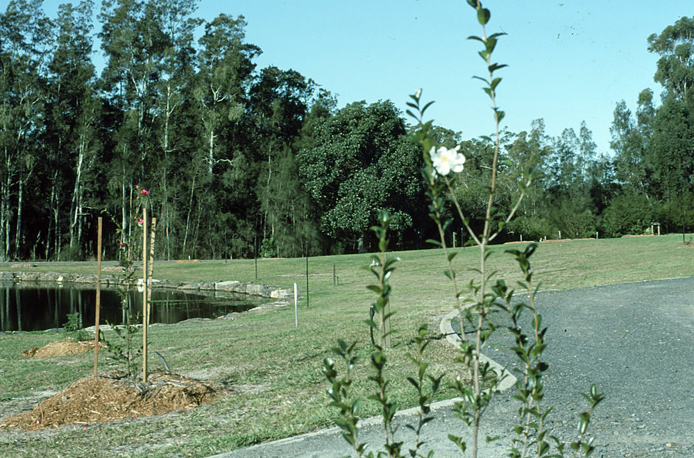 Early plantings in the Japan section of the North Coast Regional Botanic Garden, 1980s